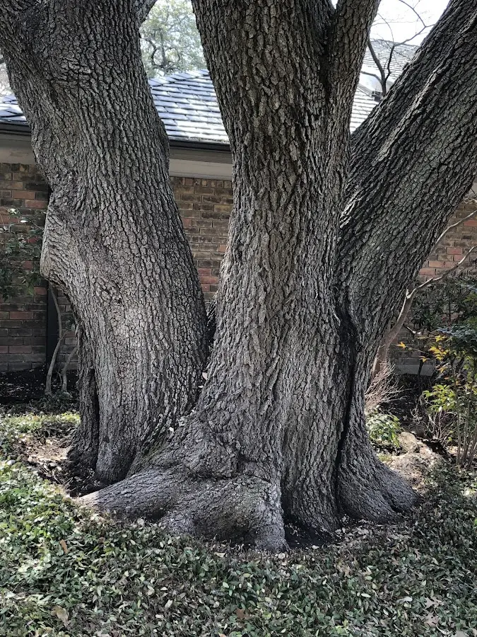 Mature heritage tree close to a Kersey property cared for by certified arborists